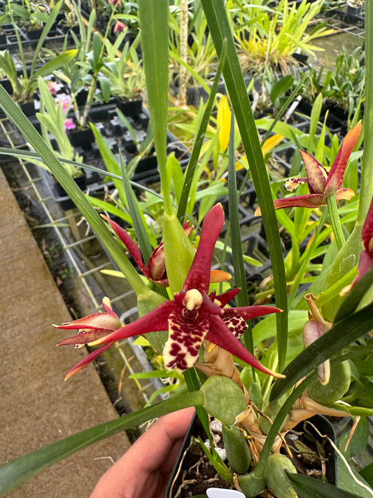 Coconut Orchid Maxillaria tenuifolia Fragrant Orchid Plants Comes in 4" pot - Aloha Hawaii Orchids