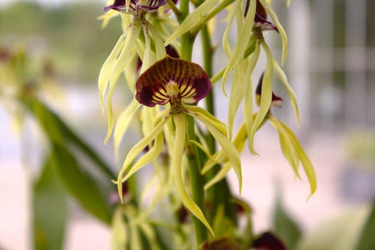 Prosthechea cochleata orchid with upside-down clam-shaped blooms – long-blooming species – Hawai‘i grown