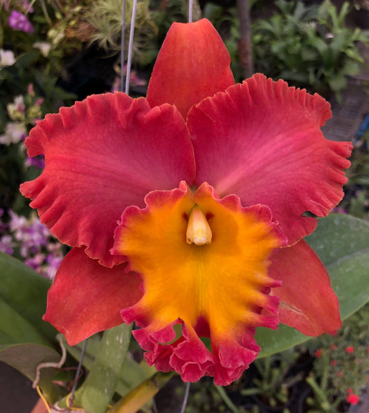 Rlc. Orange Diamond ‘Throat of Gold’ Orchid Comes in 4" Pot - Aloha Hawaii Orchids