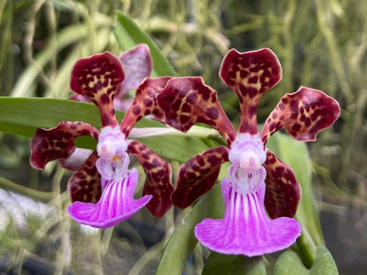 Papilionanda Paksorn Fragrance Hybrid – (V. merrillii x Batrum) x Pda. Paksorn – Rare, Fragrant Vanda-Type Orchid – Hawai‘i Grown