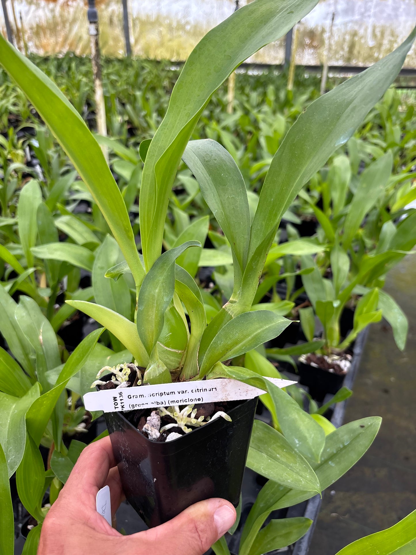 Grammatophyllum Scriptum Var. Citrinum ( Green Alba ) Orchid Comes In 4" pot - Aloha Hawaii Orchids