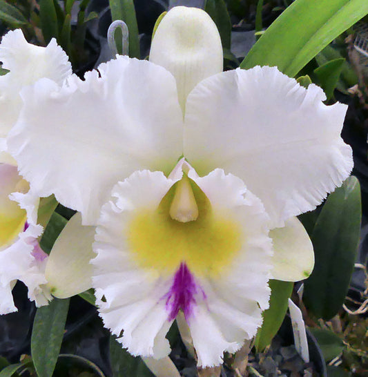 Cattleya Rlc Chomthong Fancy x Rlc Madame Edith Bongo Fragrant Orchid Comes in 4" Pot - Aloha Hawaii Orchids