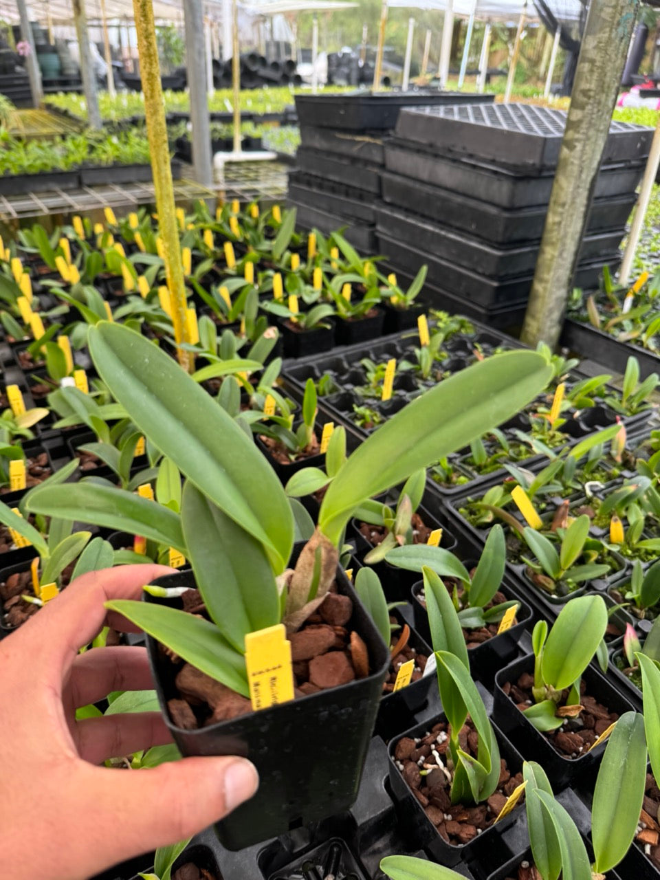 Cattleya Griprathum Pink X Mahina Yahiro Orchid from Hawaii