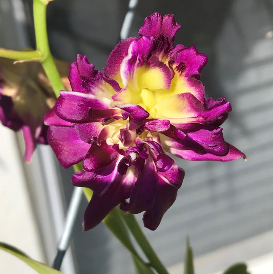 Dendrobium Burana Sunshine ‘Mutation’ Orchid – Live Dendrobium Orchid Plant