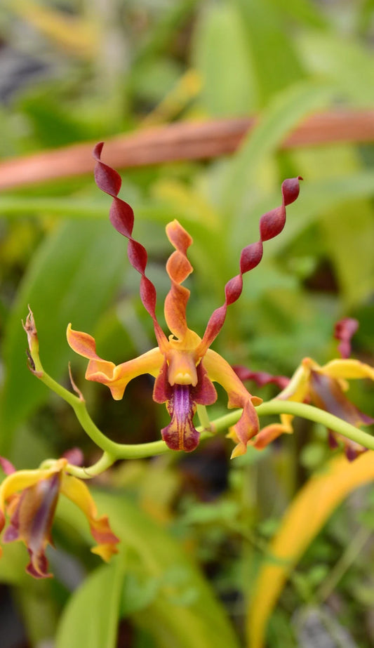 uy Dendrobium Airy Gold, a beautiful golden-flowering Dendrobium orchid. Healthy blooming-size live orchid plant for collectors, carefully shipped from Hawaii.