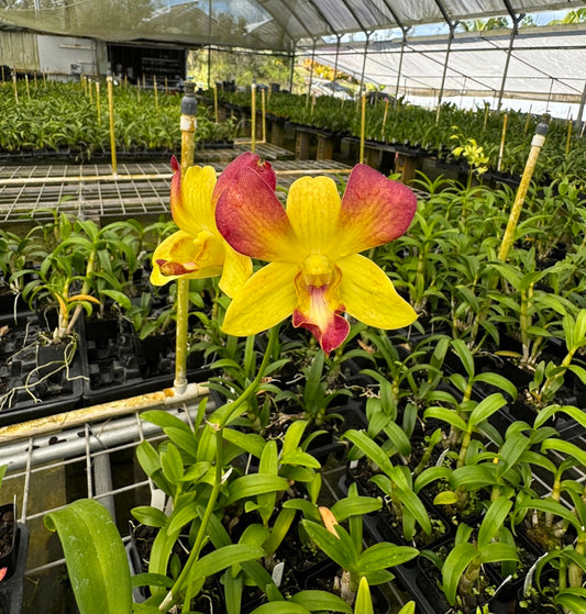 Dendrobium Honey Orchid from Hawaii