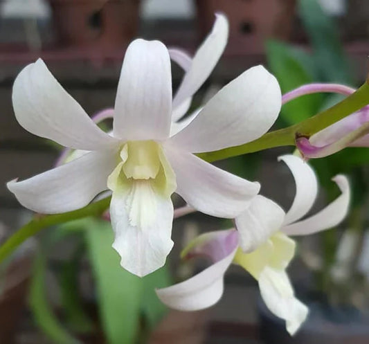 Buy Dendrobium Jaquelyn Thomas ‘Uniwai Mist’, a beautiful white-flowering Dendrobium orchid developed at the University of Hawaii. Live blooming-size plant shipped from Hawaii.