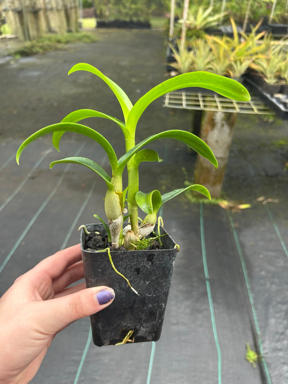 Dendrobium Morning Sun Orchid Comes in 4" Pot - Aloha Hawaii Orchids