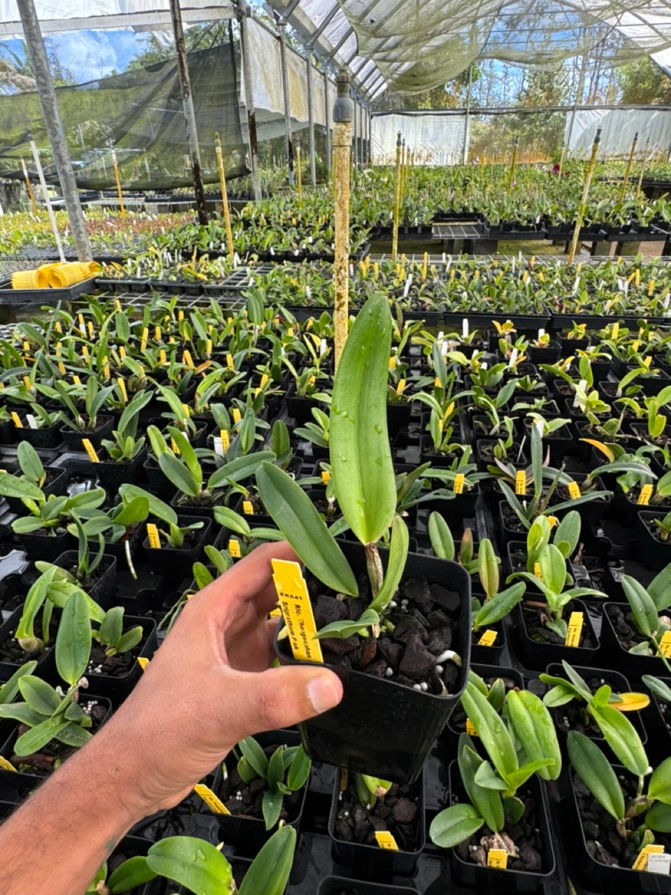 Rhyncholaeliocattleya Thongsupan x Rlc Sriprathum Pink Orchid 4" Pot - Aloha Hawaii Orchids