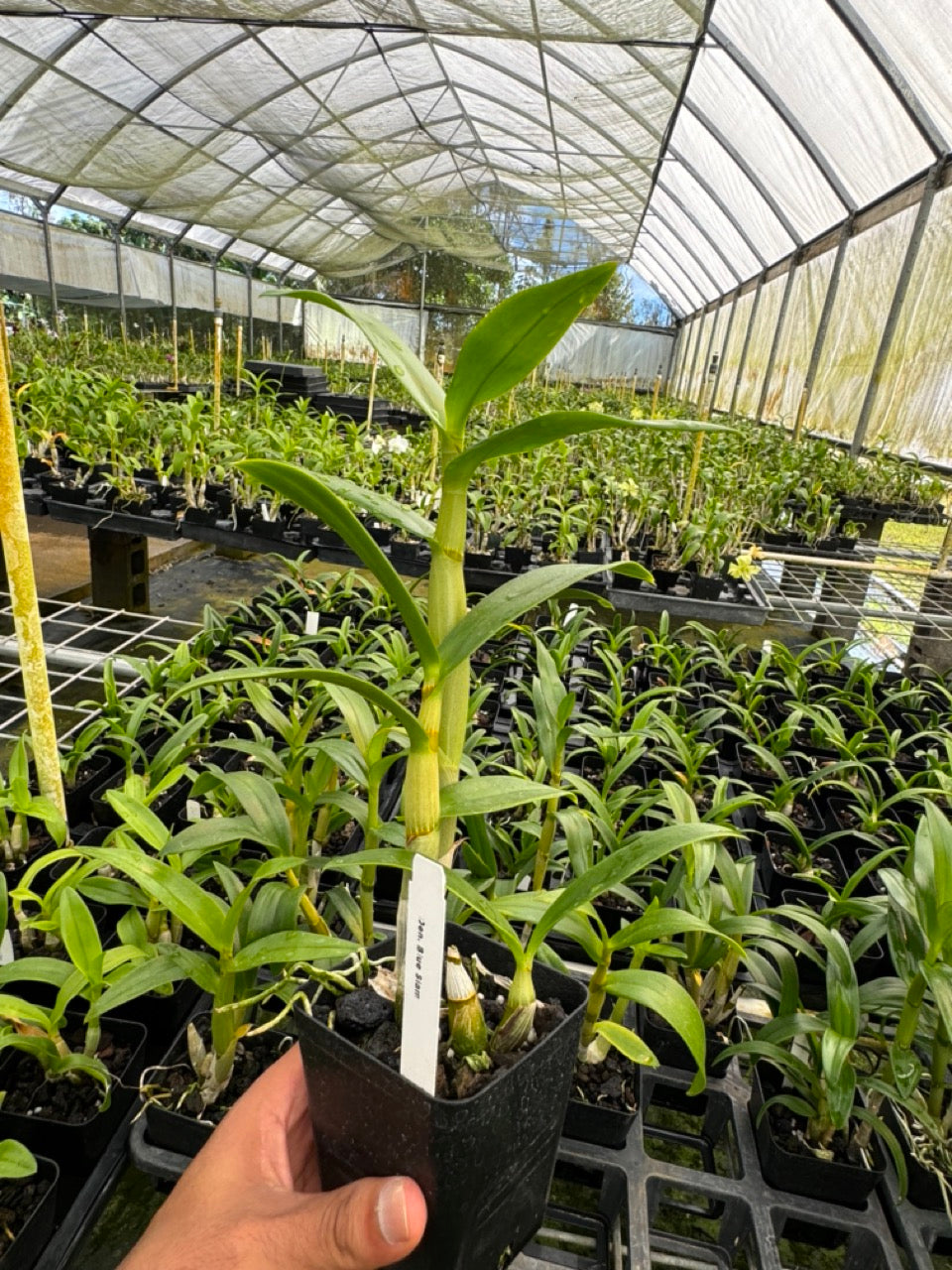 Dendrobium Blue Siam