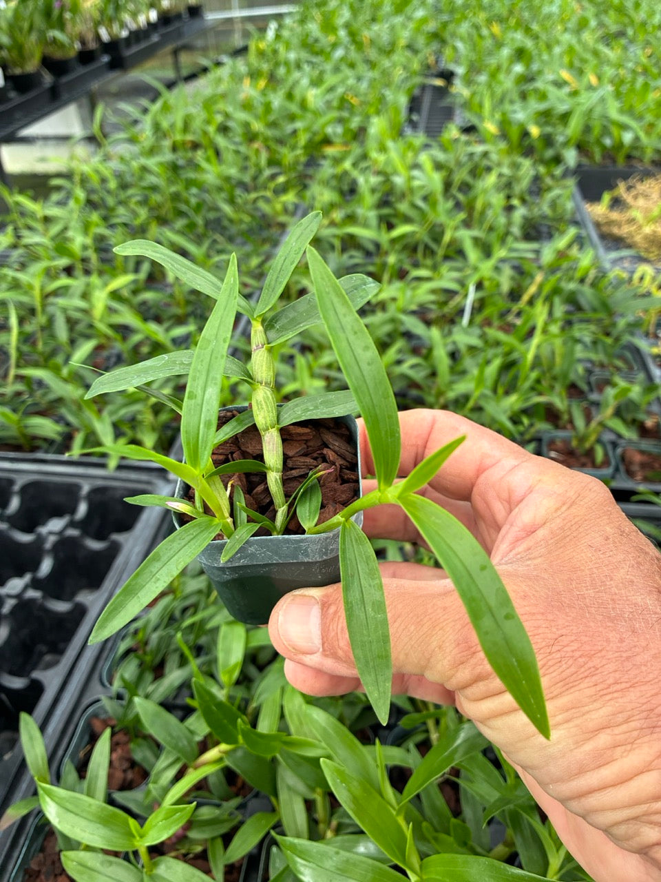 Dendrobium Glomeratum Orchid 2" Pot | Blooming Size