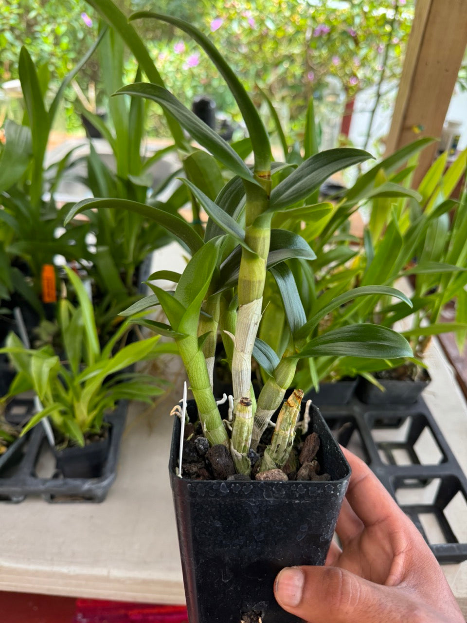 Dendrobium Full Moon 'White' Orchid Come In A 4" Pots - Aloha Hawaii Orchids