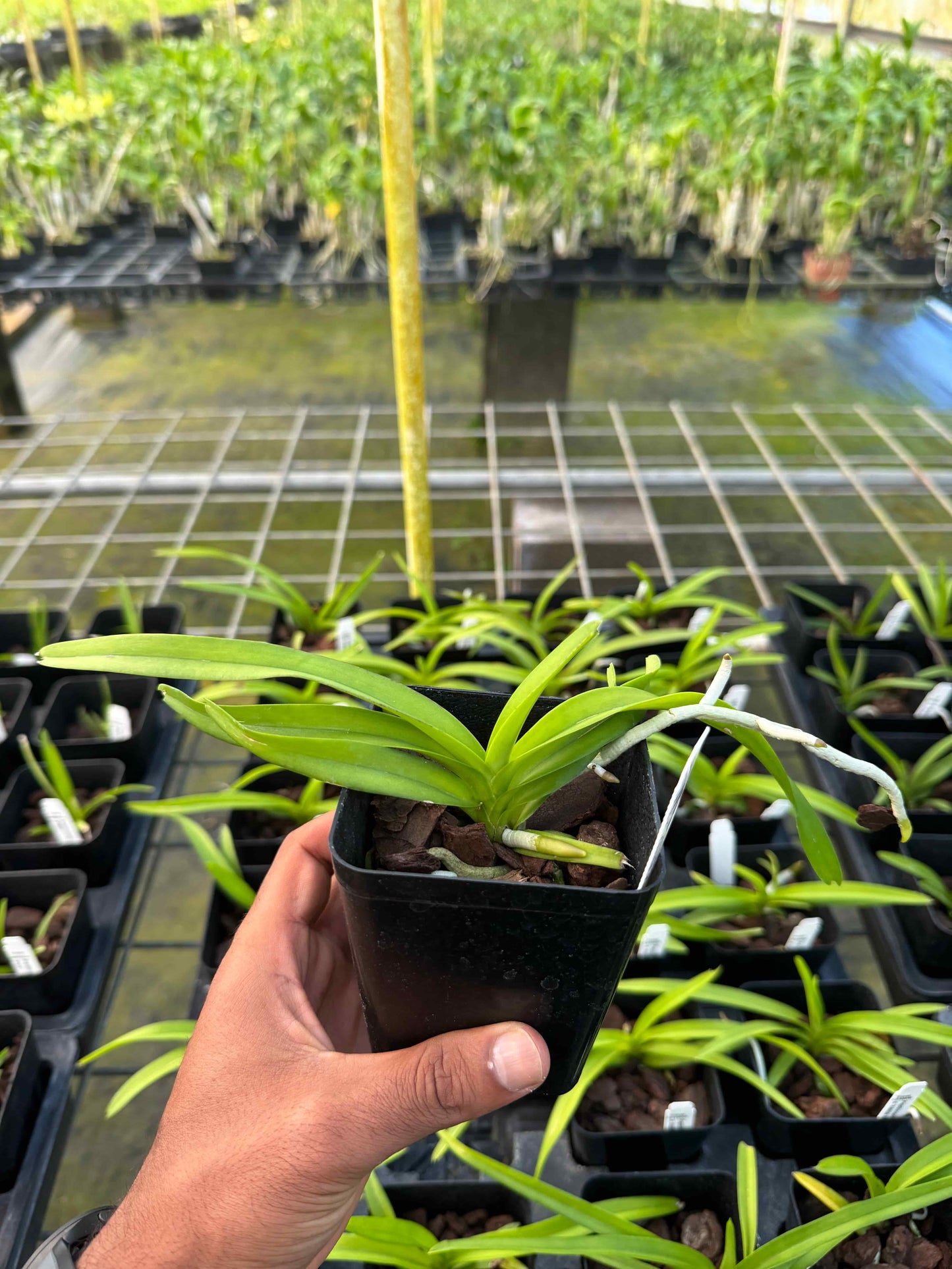 Papilionanda Paksorn Fragrance × Vanda Kultana Indian Incense – Rare Fragrant Vanda Hybrid – Hawai‘i Grown Orchid