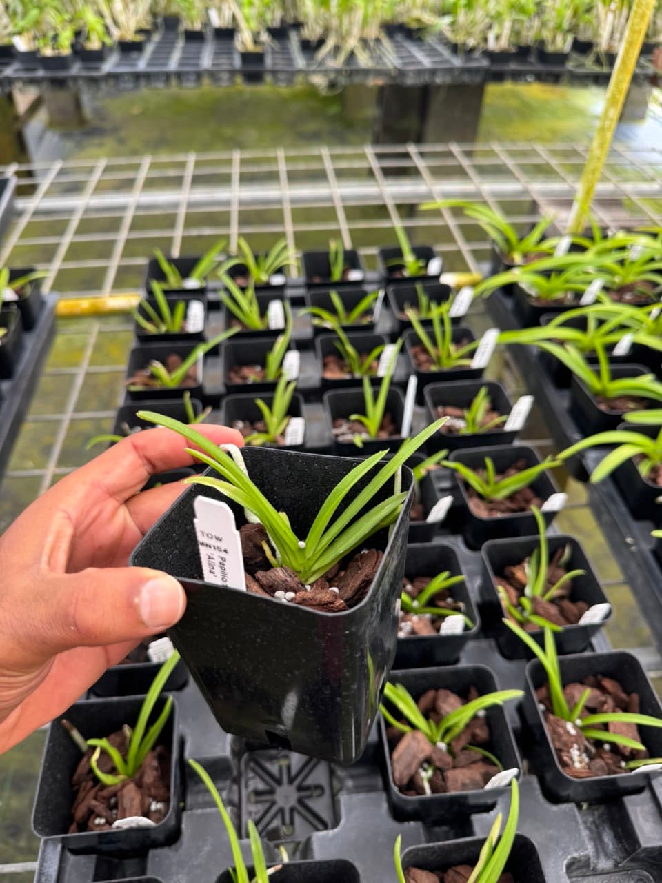 Papilionanda Ladda Fragrance ‘Alina’ – Fragrant Vanda- Rare Hybrid – Hawai‘i Grown - Comes in 4" Pot