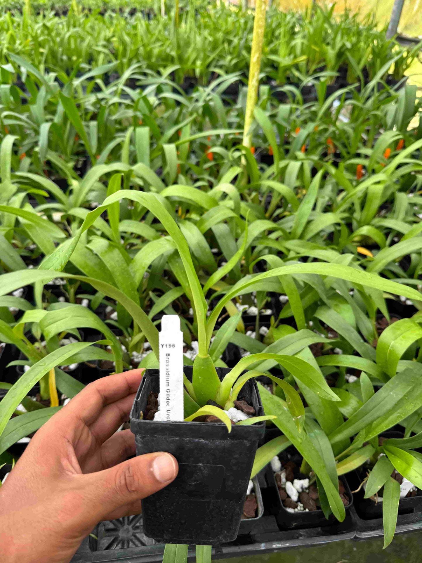 Brassidium Gilded Urchin ‘Ontario’ – Spider Orchid Hybrid – Star-Shaped Yellow Blooms – Hawai‘i Grown Orchid Plant in 4" pot
