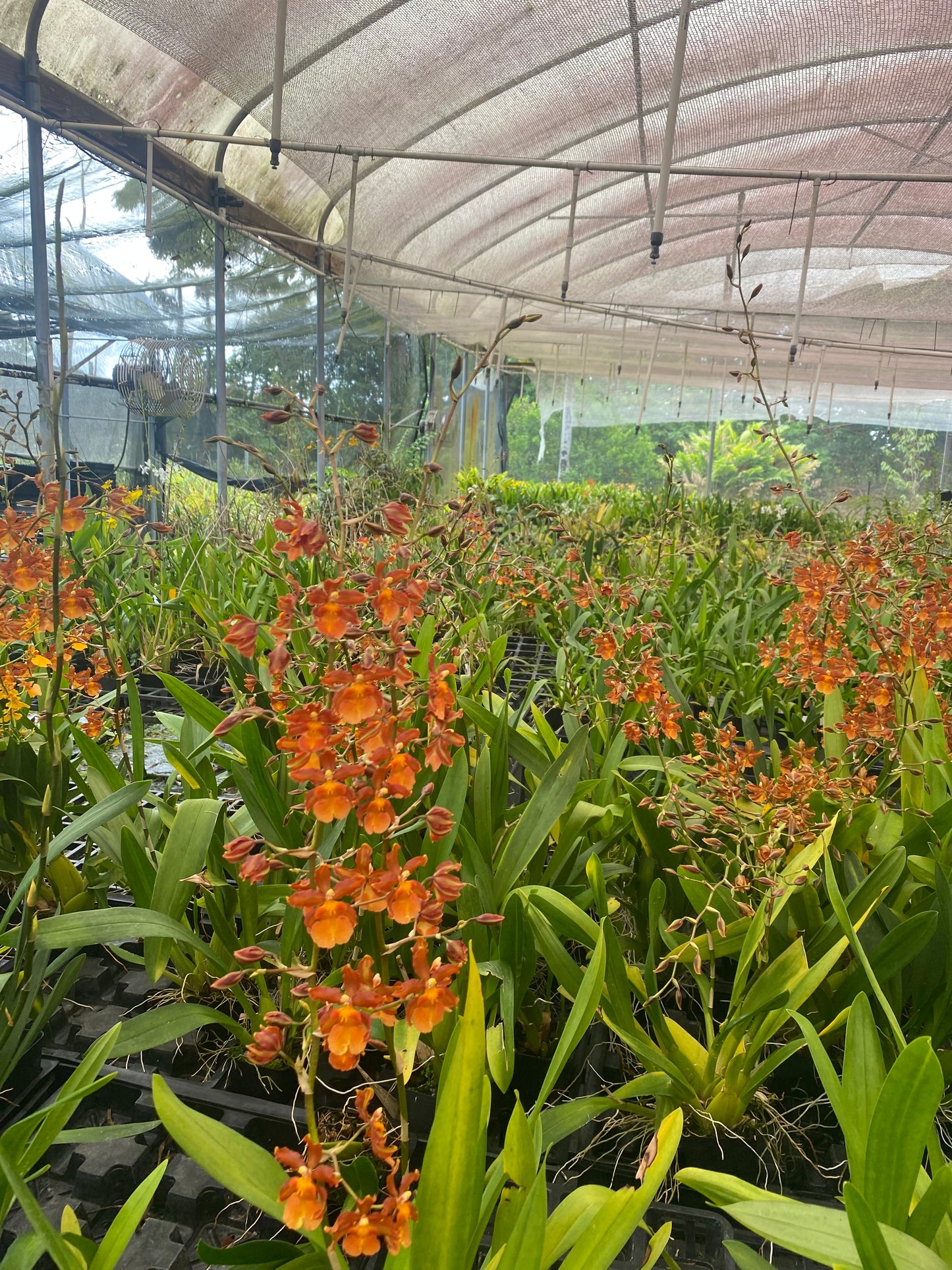 Odontocidium Catatante 'Sun King' Orchid Comes in 4" Pot - Aloha Hawaii Orchids