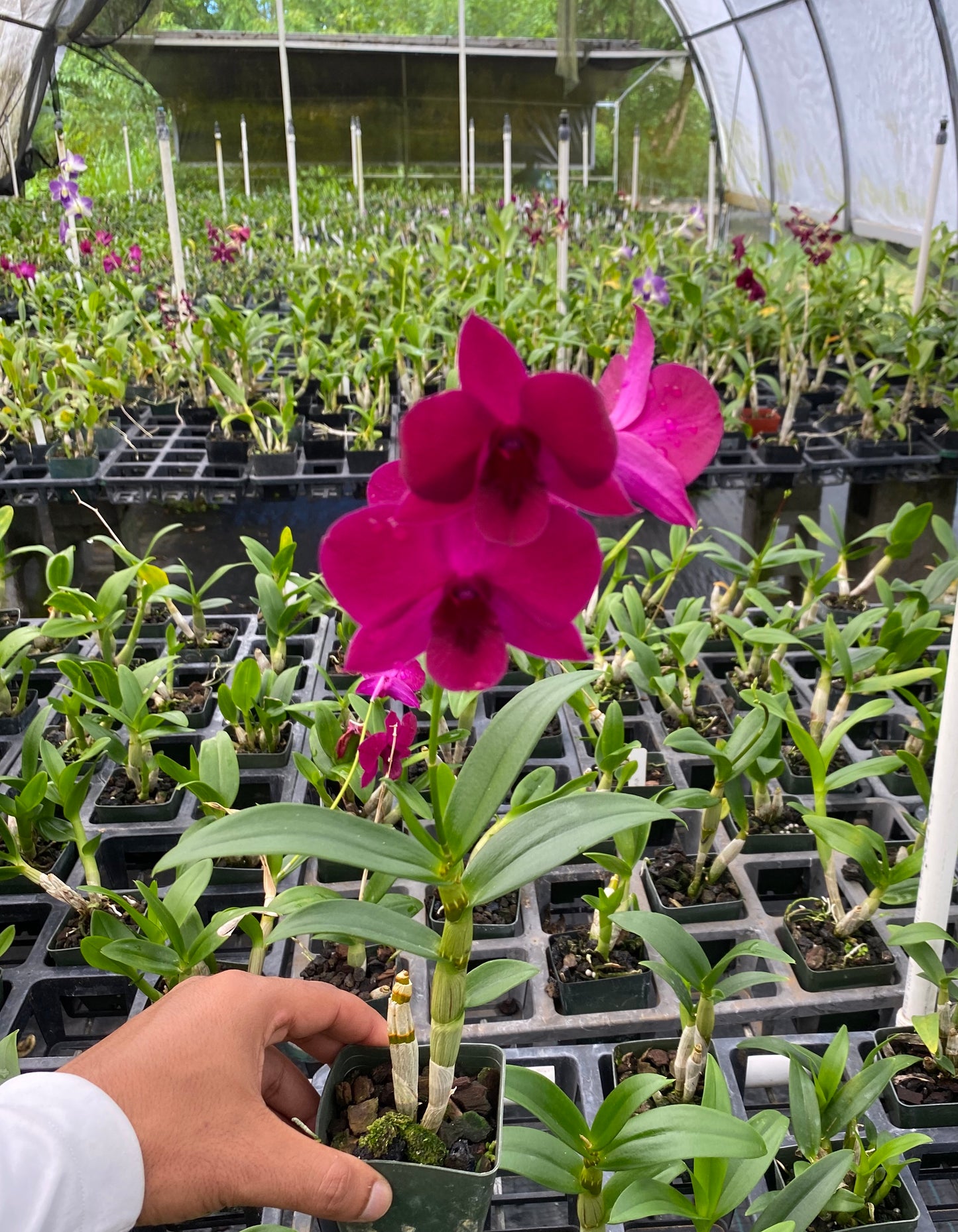 Dendrobium Ladda Red Orchid 3" Pot - Aloha Hawaii Orchids