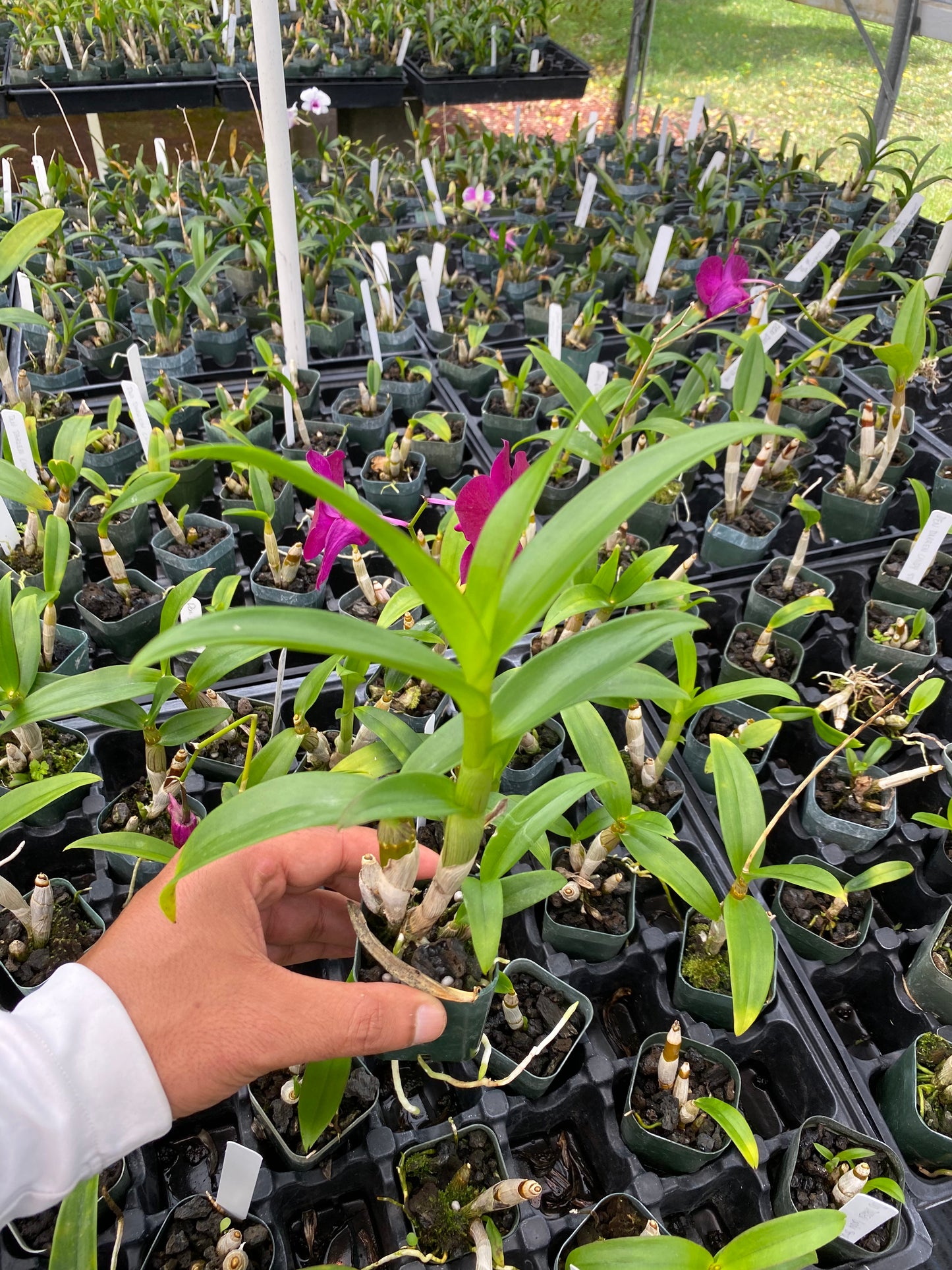 Den. Doreen Candy Stripe 2" Pot Orchid - Aloha Hawaii Orchids