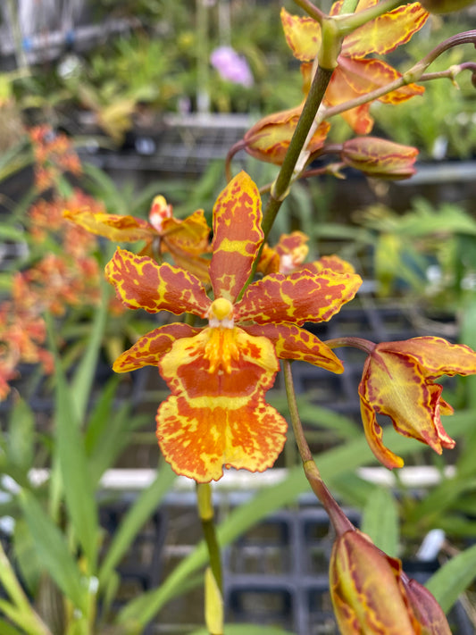 Ons. Golden Mirth 'Filini's Gold Dust' Orchid - Aloha Hawaii Orchids