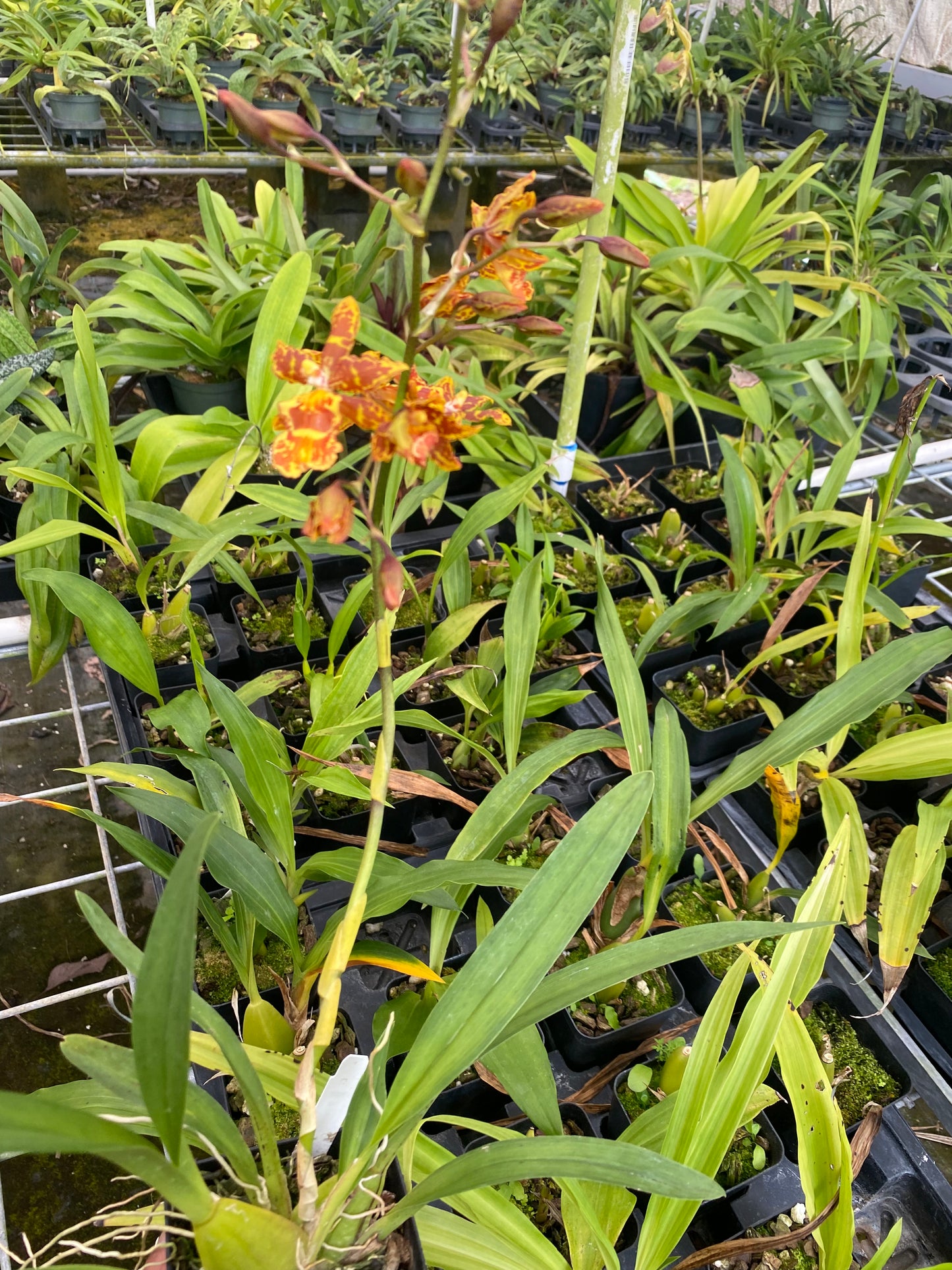 Ons. Golden Mirth 'Filini's Gold Dust' Orchid - Aloha Hawaii Orchids