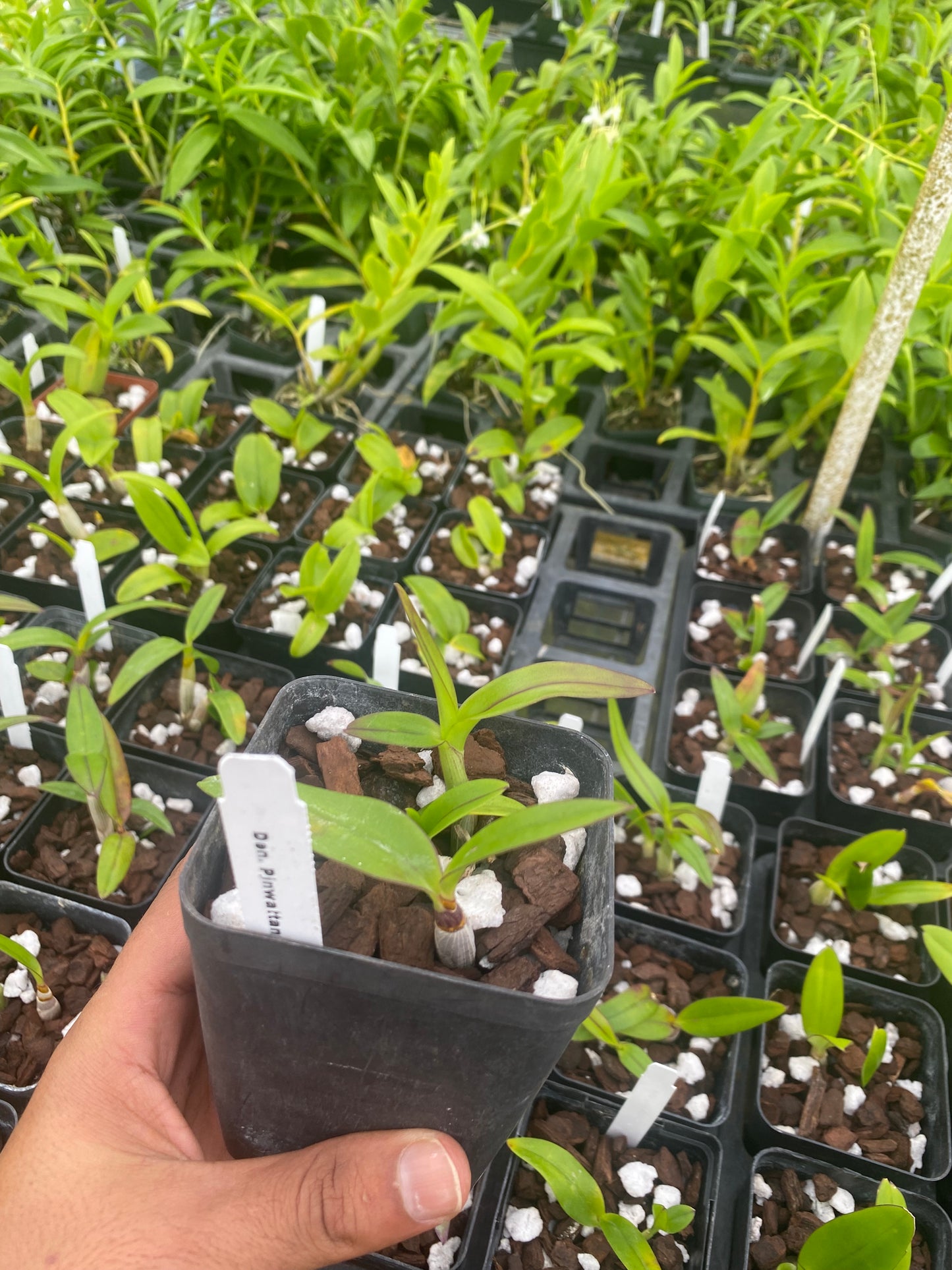 Dendrobium Pinwattana Orchid Comes in 4" Pot - Aloha Hawaii Orchids