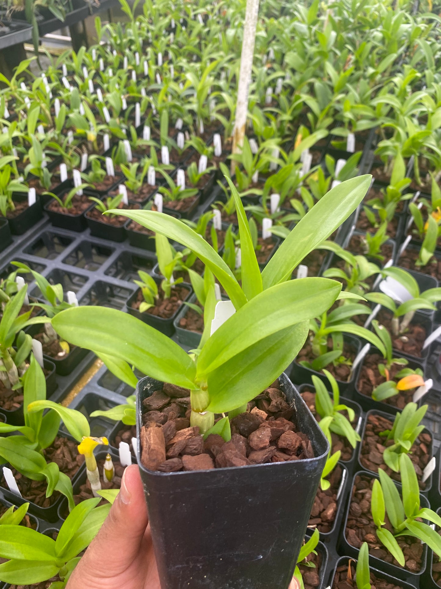 Dendrobium Popeye Orchid 4" Pot - Aloha Hawaii Orchids