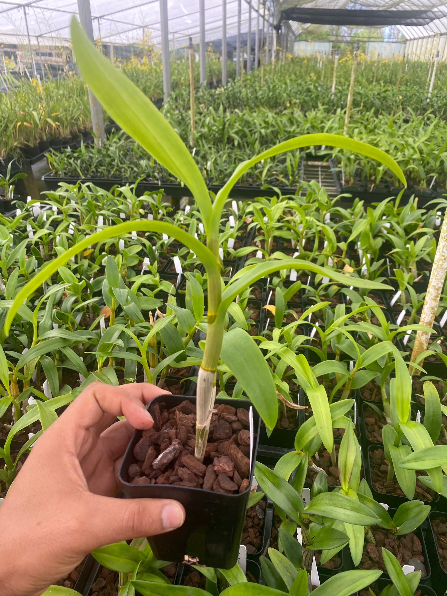 Dendrobium Burana Charming Orchid Comes in 4" Pot - Aloha Hawaii Orchids