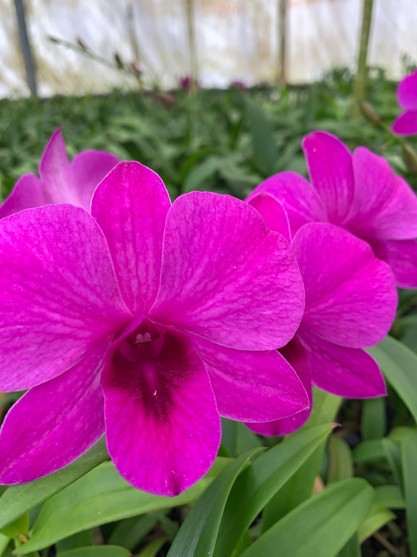 Dendrobium XL 2 Orchid Comes in 4" Pot - Aloha Hawaii Orchids