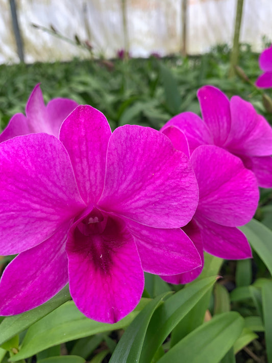 Dendrobium XL 2 Orchid Comes in 4" Pot - Aloha Hawaii Orchids