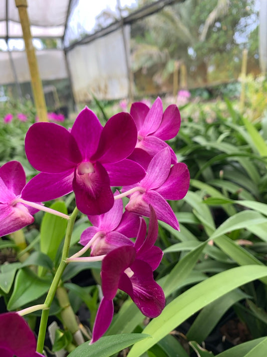 Dendrobium Genting Red Orchid Comes in 4" Pot - Aloha Hawaii Orchids