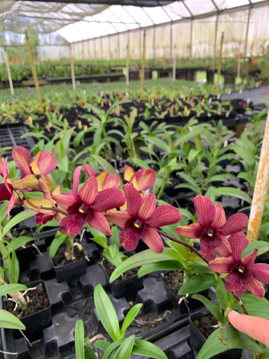 Dendrobium Burana 'Emerald' Orchid Comes in 4" Pot - Aloha Hawaii Orchids