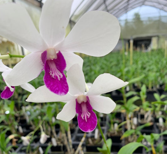 Dendrobium Burana Charming Orchid Comes in 4" Pot - Aloha Hawaii Orchids