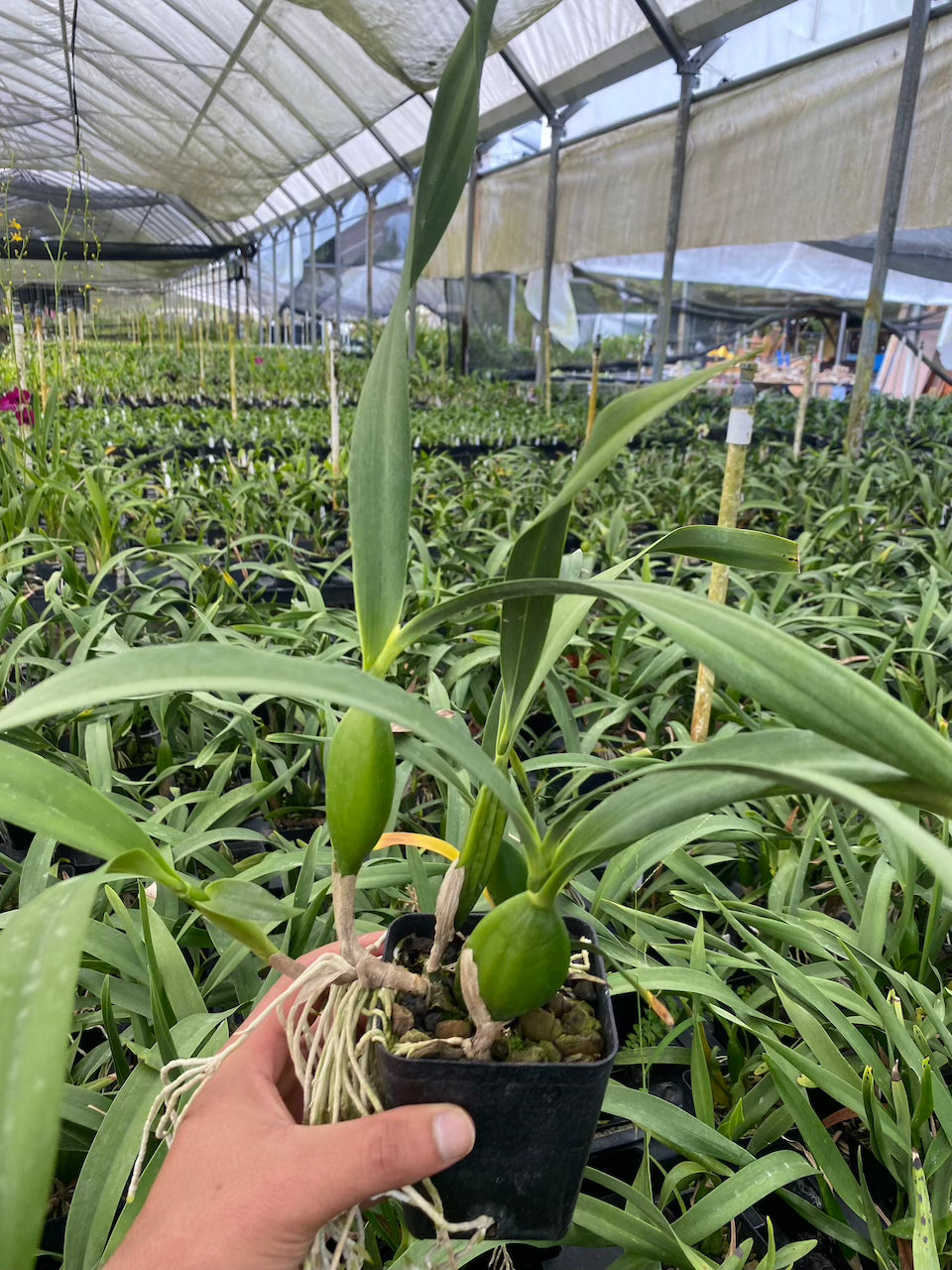 Orchid Encyclia Radiata Fragrant Orchid 4" Pot - Aloha Hawaii Orchids