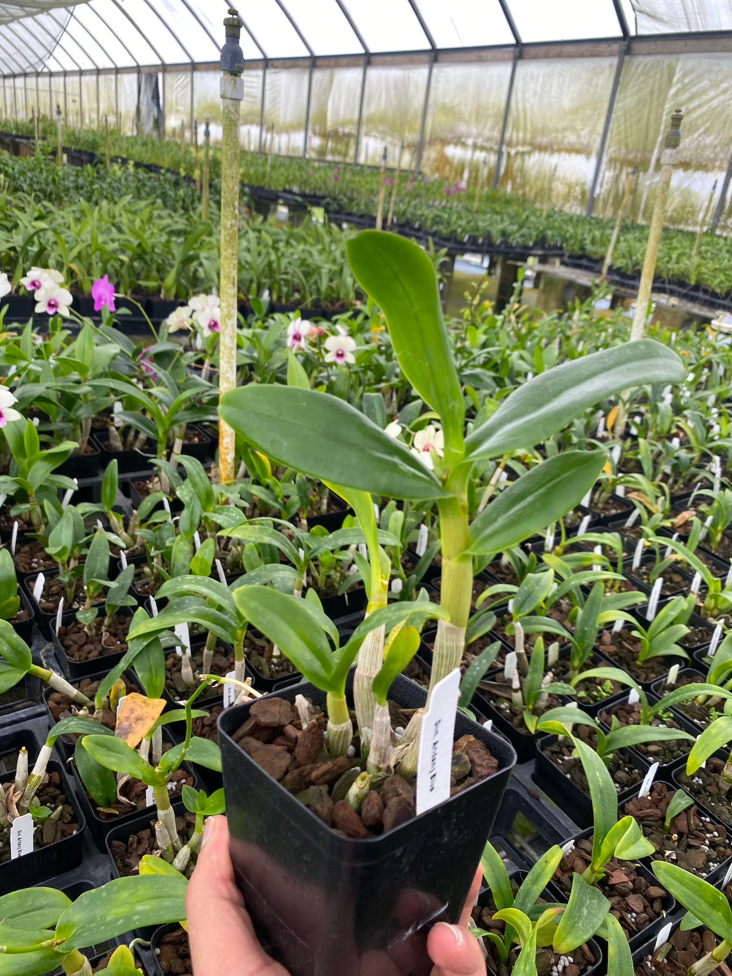 Dendrobium Aridang Blue Orchid Comes in 4" pot - Aloha Hawaii Orchids