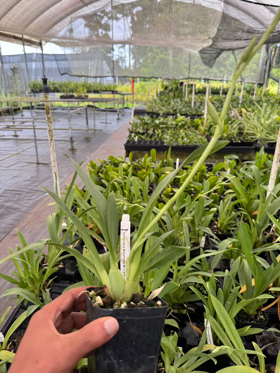 Milt Breathless 'Brilliant' Orchid Comes in 4" Pot - Aloha Hawaii Orchids