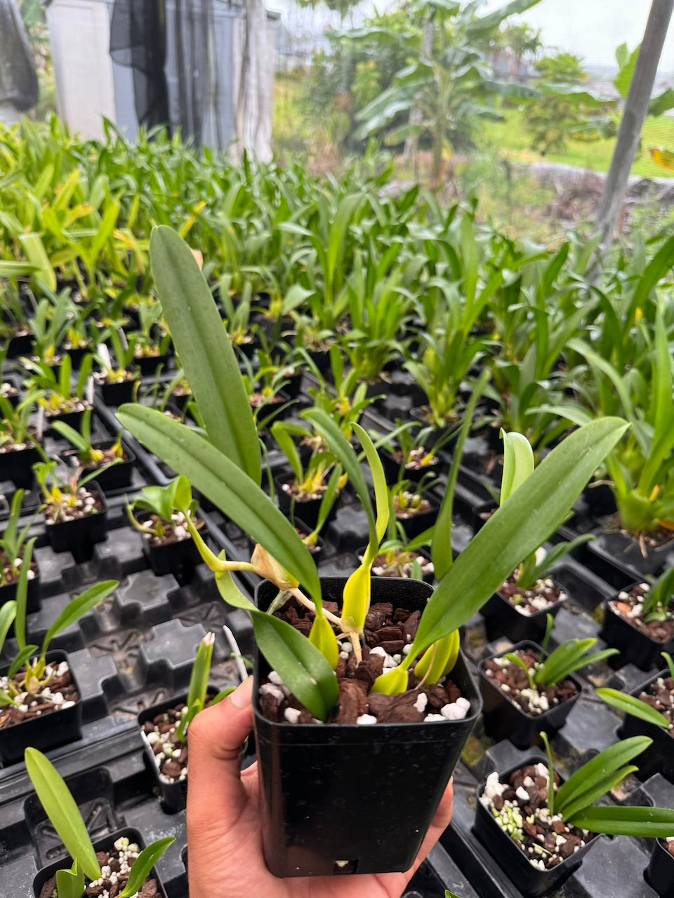 Bulb Biflorum Orchid Comes in 4" Pot - Aloha Hawaii Orchids