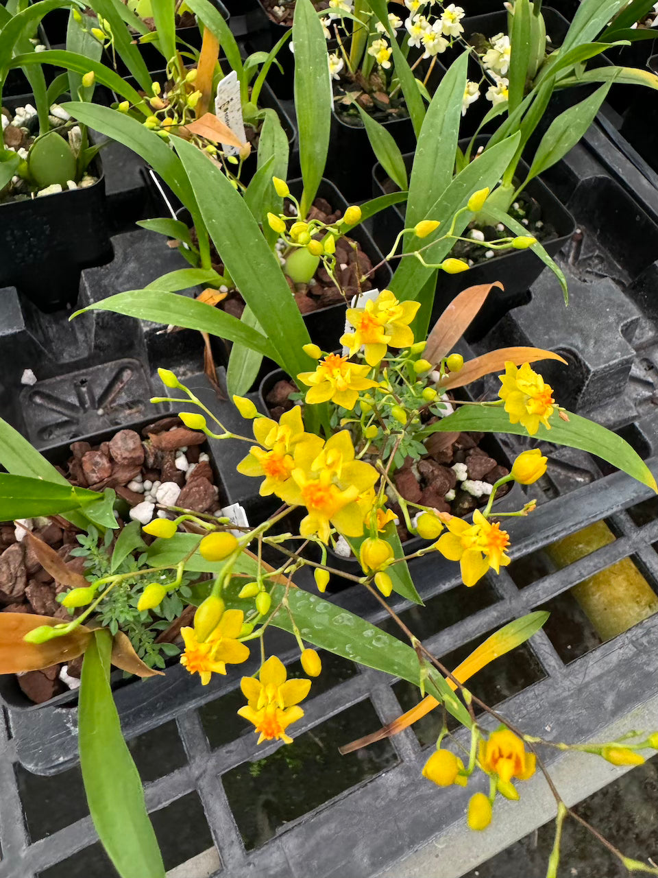 Oncidium Twinkle 'Yellow Bird' 2" Orchid pot Fragrant Orchid From Hawaii - Aloha Hawaii Orchids