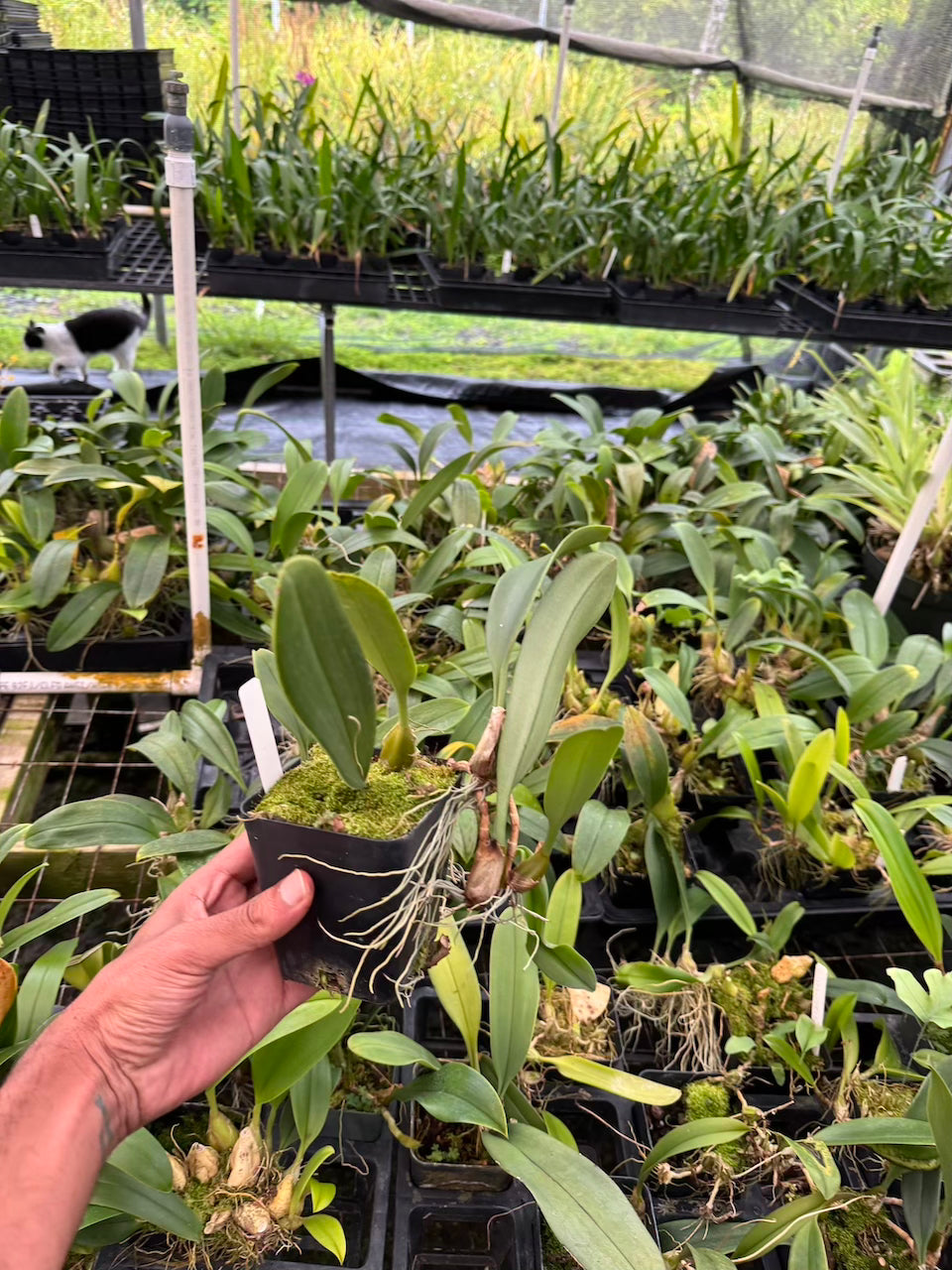 Rare Bulbophyllum Frank Smith Orchid Comes in 4" Pot - Aloha Hawaii Orchids