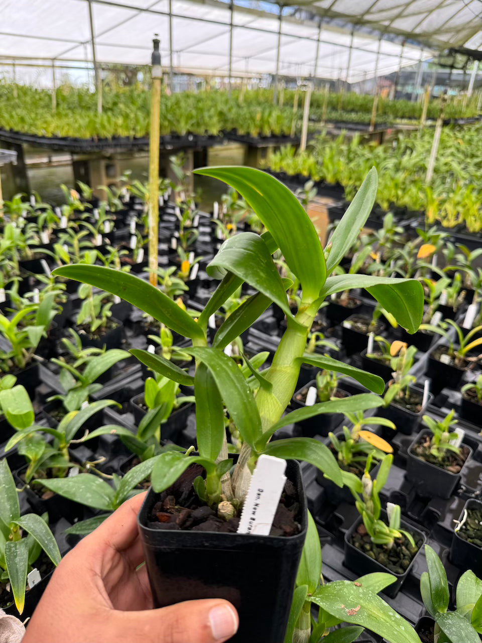 Dendrobium New Burana Orchid Comes in 4" Pot - Aloha Hawaii Orchids