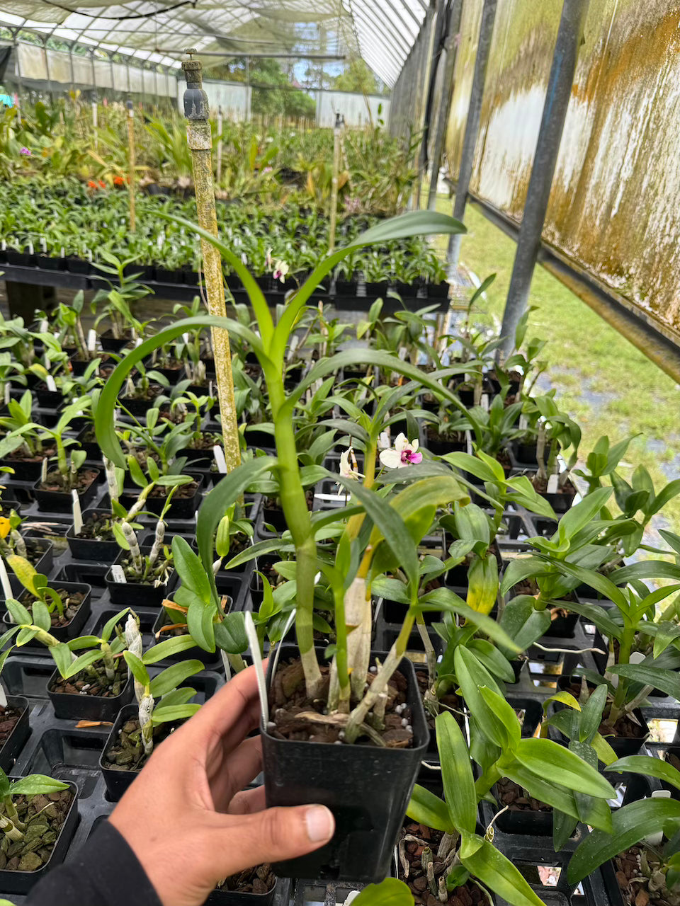 Dendrobium Somkiat Blue Orchid Comes in 4" Pot - Aloha Hawaii Orchids