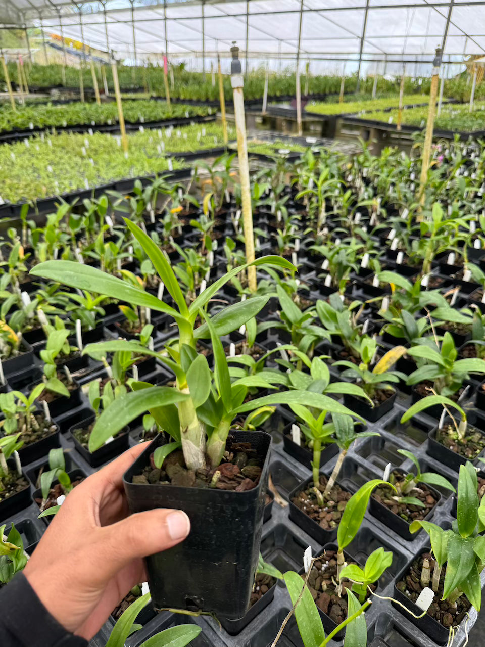 Dendrobium Ocean Blue Orchid Comes in 4" Pot - Aloha Hawaii Orchids