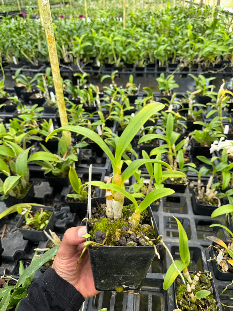 Dendrobium Yellow OT286 Orchid - Aloha Hawaii Orchids