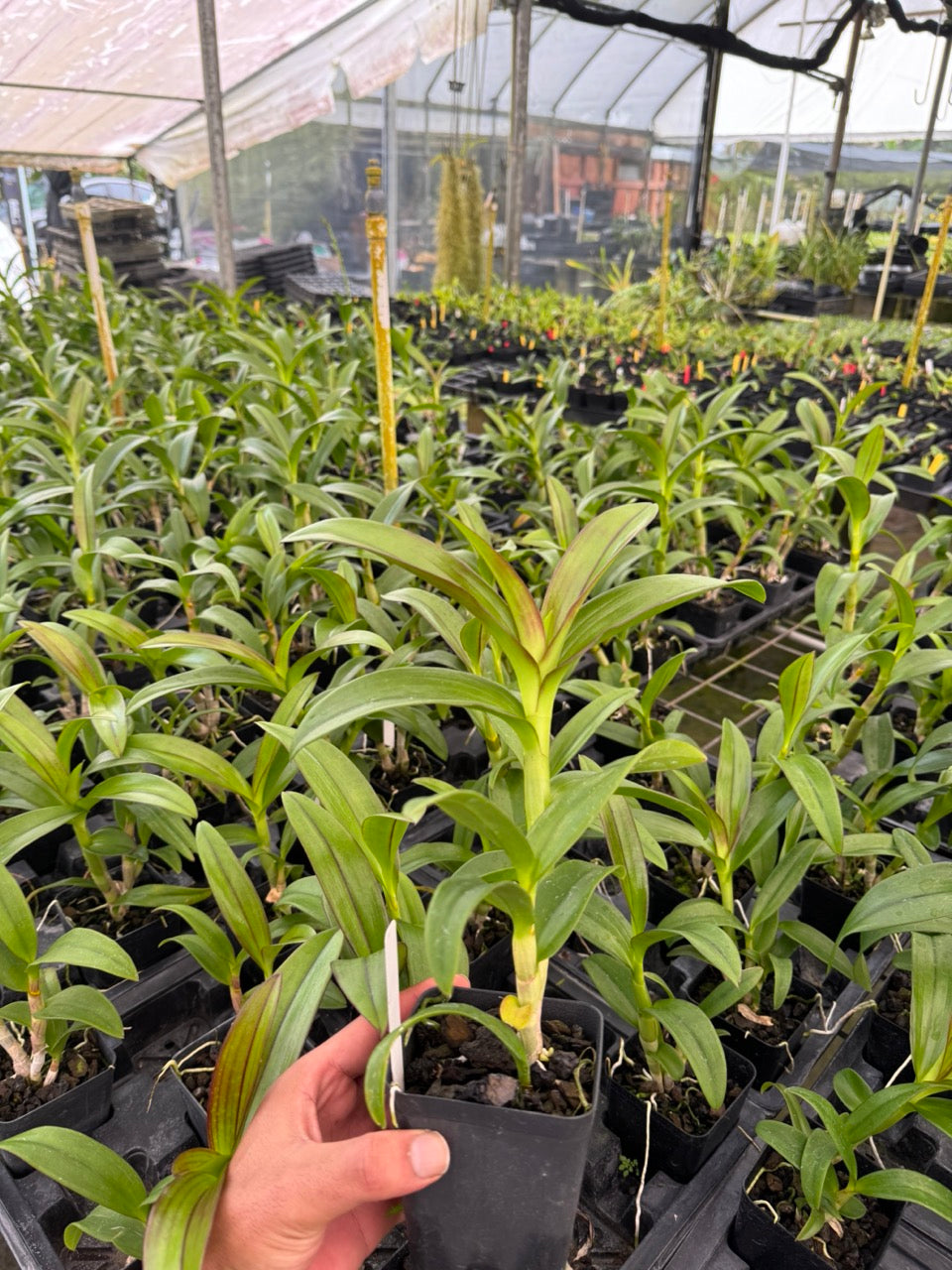 Den. Burana Sunday Orchid Comes in 4" Pot - Aloha Hawaii Orchids