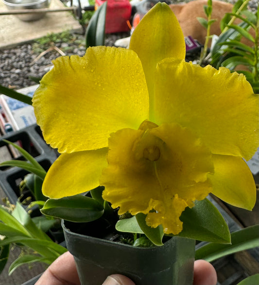 Cattleya Alliance "Rlc. Haadyai Delight X Lc. Loog Tone x Rlc Thongsupan" Orchid Comes in 4" pot - Aloha Hawaii Orchids