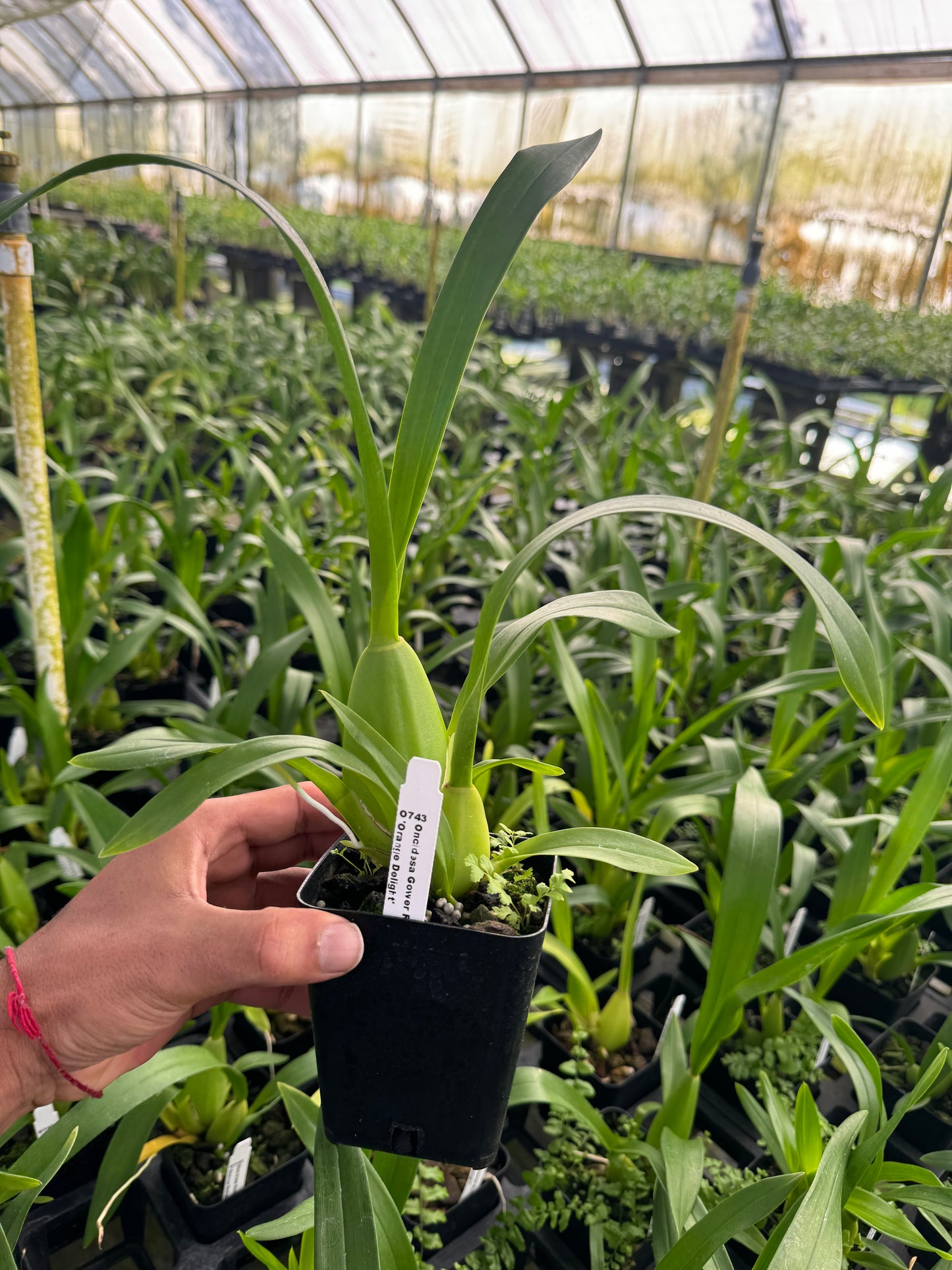 Oncidium Dancing lady ‘Orange Delight’ Orchid 4" Pot Plant - Aloha Hawaii Orchids