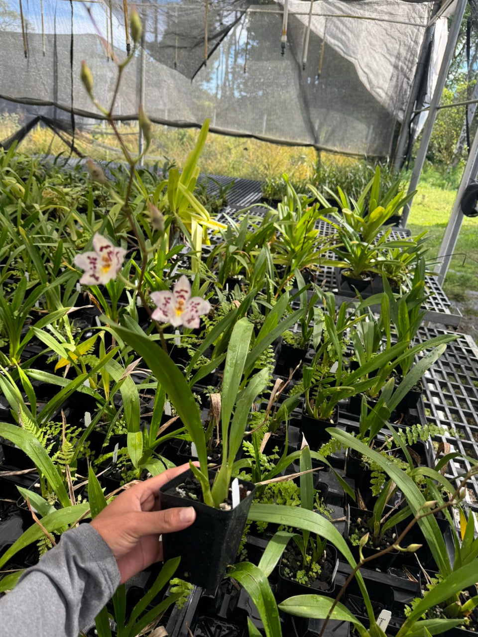 Wilsonara Opalescent ‘On the Edge’ Orchid Comes in 4" Pot - Aloha Hawaii Orchids