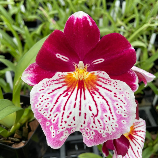 Milt Breathless 'Brilliant' Orchid Comes in 4" Pot - Aloha Hawaii Orchids
