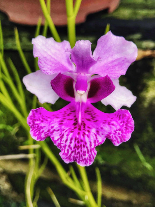 Papilionanthe hookeriana orchid from Hawaii