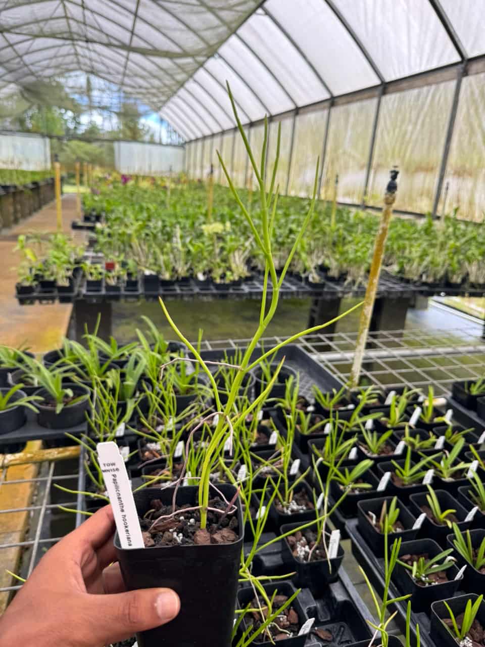 Papilionanthe hookeriana orchids from Hawaii