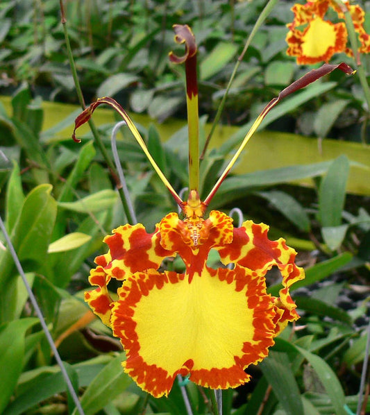 Psychopsis Mendenhall Hildos orchid from Hawaii